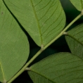 Dicranolepis pulcherrima Leaf bases, lower surface. Dicranolepis pulcherrima Leaf bases, lower surface.