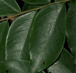 Dicranolepis pulcherrima Leaf, upper surface. Dicranolepis pulcherrima Leaf, upper surface.