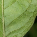 Rothmannia octomera Midrib and venation, leaf lower surface. Rothmannia octomera Midrib and venation, leaf lower surface.