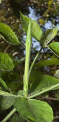 Rothmannia octomera Flower bud. Rothmannia octomera Flower bud.