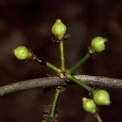Garcinia smeathmannii Young fruit. Garcinia smeathmannii Young fruit.