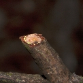 Garcinia smeathmannii Cut twig. Garcinia smeathmannii Cut twig.