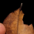 Staudtia kamerunensis Old leaf base, lower surface. Staudtia kamerunensis Old leaf base, lower surface.