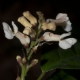Thomandersia hensii Flowers, note the hole chewed by ants in the corolla tube. Thomandersia hensii Flowers, note the hole chewed by ants in the corolla tube.