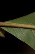 Aoranthe cladantha Leaf base, lower surface. Aoranthe cladantha Leaf base, lower surface.