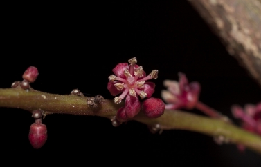 Panda oleosa Portion of male inflorescence. Panda oleosa Portion of male inflorescence.