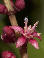 Panda oleosa Male flower. Panda oleosa Male flower.
