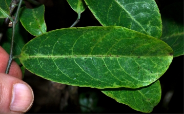 Monodora angolensis Mature leaf, upper surface. Monodora angolensis Mature leaf, upper surface.