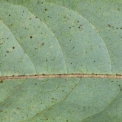 Monodora angolensis Midrib and venation, lower surface. Monodora angolensis Midrib and venation, lower surface.