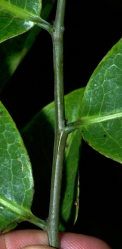 Monodora angolensis Leaf bases, upper surface. Monodora angolensis Leaf bases, upper surface.