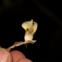 Monodora angolensis Inner petal, from inside. Monodora angolensis Inner petal, from inside.