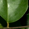 Drypetes polyantha Leaf base, upper surface. Drypetes polyantha Leaf base, upper surface.