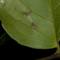 Drypetes polyantha Leaf base, lower surface. Drypetes polyantha Leaf base, lower surface.