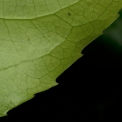 Drypetes polyantha Leaf lower surface, venation and teeth. Drypetes polyantha Leaf lower surface, venation and teeth.