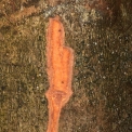 Drypetes polyantha Slash ten minutes after cutting, with colour change due to oxidation. Drypetes polyantha Slash ten minutes after cutting, with colour change due to oxidation.