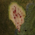 Platysepalum chevalieri Fruit. Platysepalum chevalieri Fruit.