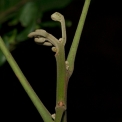 Trichilia welwitschii Terminal shoot. Trichilia welwitschii Terminal shoot.
