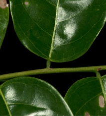 Phyllanthus polyanthus Leaf bases and petioles on green leafy shoot. Phyllanthus polyanthus Leaf bases and petioles on green leafy shoot.