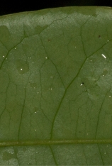 Phyllanthus polyanthus Midrib and venation, lower surface. Phyllanthus polyanthus Midrib and venation, lower surface.