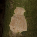 Sterculia oblonga Slash. Sterculia oblonga Slash.