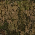 Casearia barteri Bark. Casearia barteri Bark.