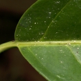 Casearia barteri Leaf base, upper surface. Casearia barteri Leaf base, upper surface.