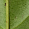 Casearia barteri Midrib and venation, leaf lower surface. Casearia barteri Midrib and venation, leaf lower surface.