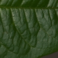 Margaritaria discoidea Midrib and venation, upper surface. Margaritaria discoidea Midrib and venation, upper surface.