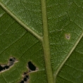 Lindackeria dentata Midrib and venation, leaf lower surface. Lindackeria dentata Midrib and venation, leaf lower surface.