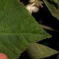 Buchnerodendron speciosum Leaf tip. Buchnerodendron speciosum Leaf tip.