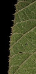 Buchnerodendron speciosum Leaf margin, lower surface. Buchnerodendron speciosum Leaf margin, lower surface.