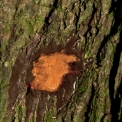 Diospyros pseudomespilus Slash. Diospyros pseudomespilus Slash.