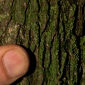 Diospyros pseudomespilus Bark. Diospyros pseudomespilus Bark.