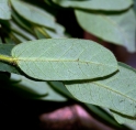 Albizia ferruginea Immature leaflet, lower surface. Albizia ferruginea Immature leaflet, lower surface.