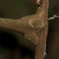 Deinbollia molliuscula Petiole base. Deinbollia molliuscula Petiole base.