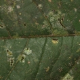 Deinbollia molliuscula Midrib and venation, leaf upper surface. Deinbollia molliuscula Midrib and venation, leaf upper surface.