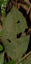 Deinbollia molliuscula Leaflet, lower surface. Deinbollia molliuscula Leaflet, lower surface.