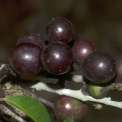 Greenwayodendron suaveolens Ripe fruit. Greenwayodendron suaveolens Ripe fruit.