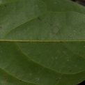 Greenwayodendron suaveolens Midrib and venation, lower surface. Greenwayodendron suaveolens Midrib and venation, lower surface.