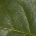 Zanthoxylum tessmannii Midrib and venation, leaflet upper surface. Zanthoxylum tessmannii Midrib and venation, leaflet upper surface.