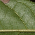 Diospyros pseudomespilus Midrib and venation, leaf lower surface. Diospyros pseudomespilus Midrib and venation, leaf lower surface.