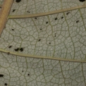 Vernonia titanophylla Midrib and venation, leaf lower surface. Vernonia titanophylla Midrib and venation, leaf lower surface.