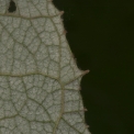 Vernonia titanophylla Leaf margin, lower surface. Vernonia titanophylla Leaf margin, lower surface.