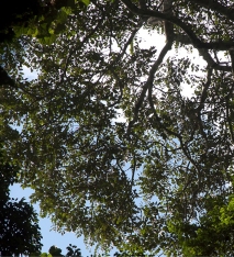 Zanthoxylum tessmannii Silhouette of canopy. Zanthoxylum tessmannii Silhouette of canopy.