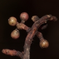 Zanthoxylum tessmannii Immature fruit. Zanthoxylum tessmannii Immature fruit.