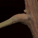 Trichilia welwitschii Petiole base. Trichilia welwitschii Petiole base.