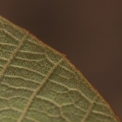 Christiana africana Leaf margin, lower surface. Christiana africana Leaf margin, lower surface.