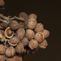 Christiana africana Fruits. Christiana africana Fruits.