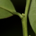Heisteria parvifolia Petiole and flower buds. Heisteria parvifolia Petiole and flower buds.