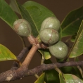 Cleistopholis patens Immature fruit. Cleistopholis patens Immature fruit.